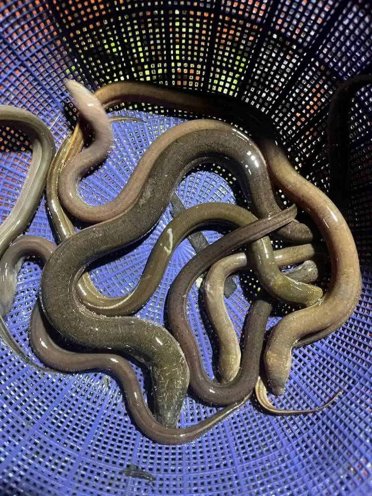 Belut Konsumsi, Per kg isi 20 an ekor