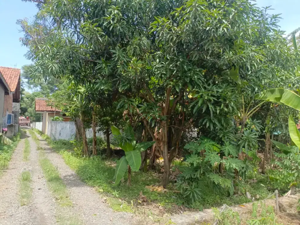 Kavling luas siap bangun dekat jln Indramayu-Jatibarang