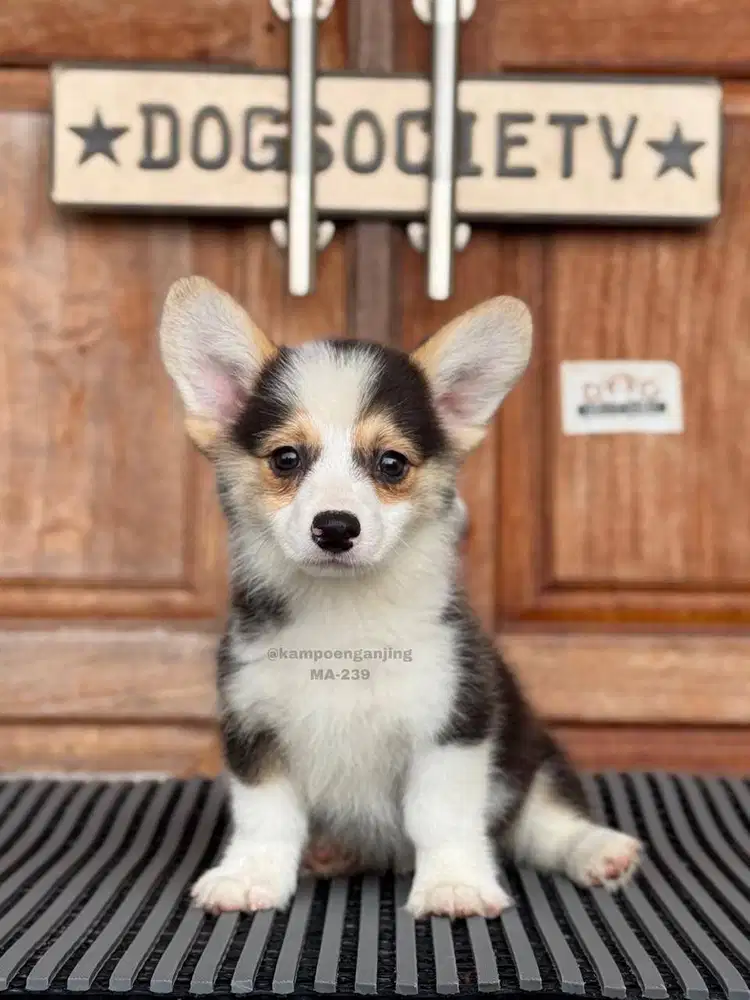 Puppy Corgi, Lincah, Manis, dan Penuh Kasih Sayang!