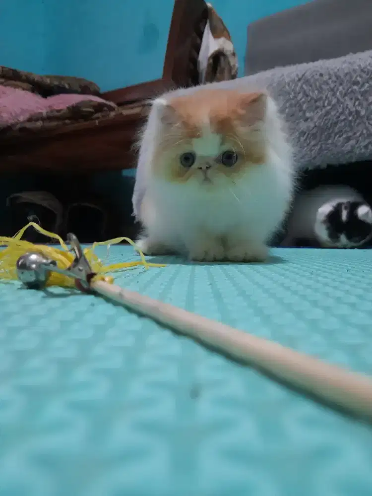 Kucing peaknose longhair