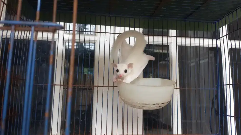 Sugar glider joey leucistic betina