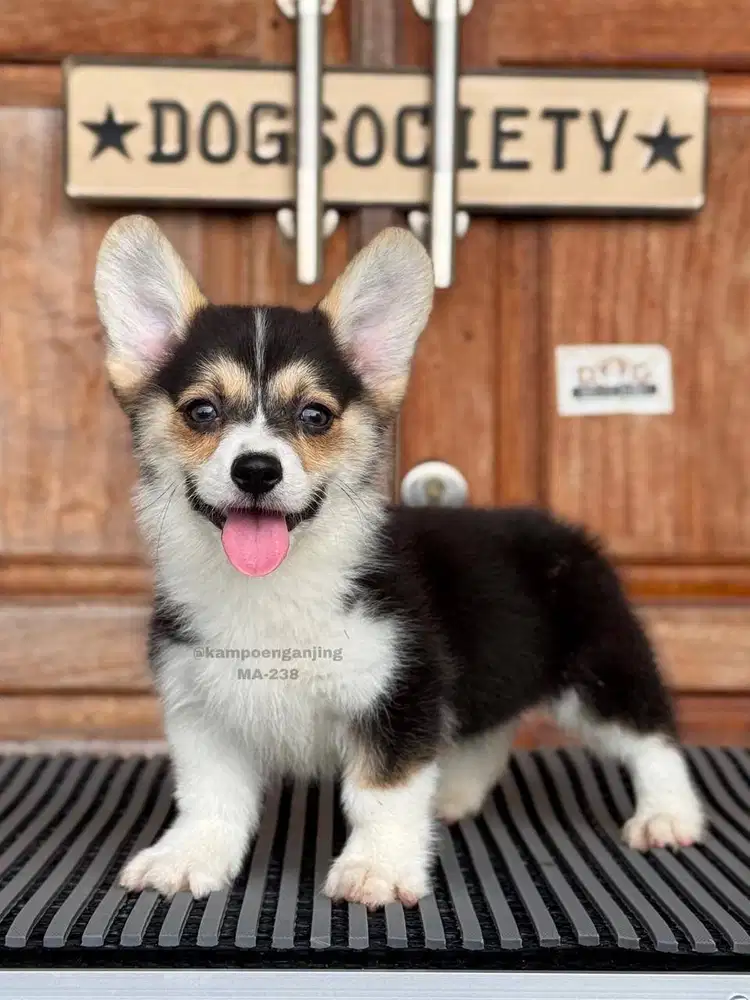 Corgi Lucu, Si Kecil Ceria dan Setia!