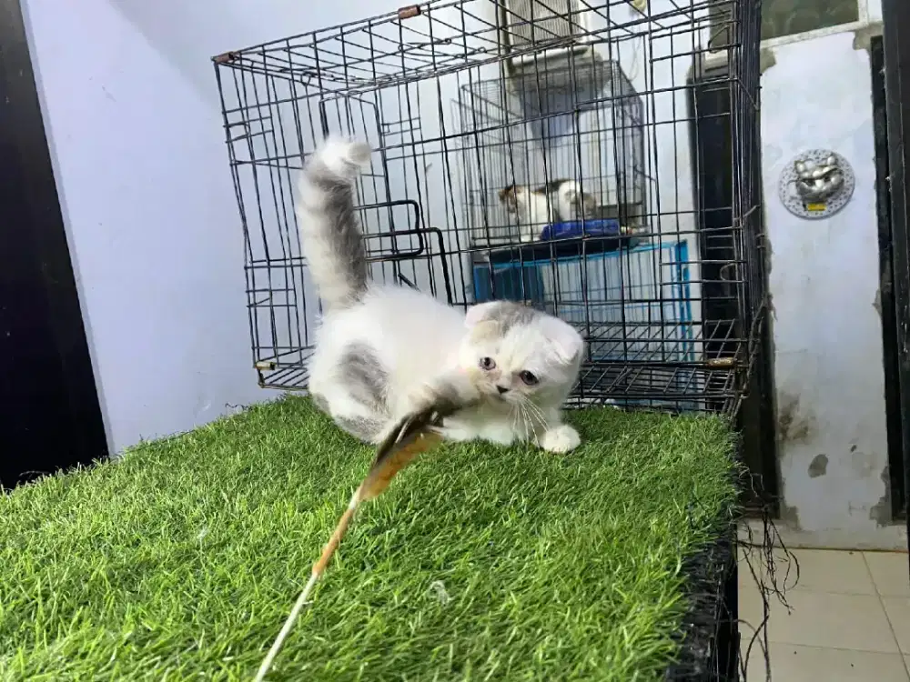kucing scotish fold betina