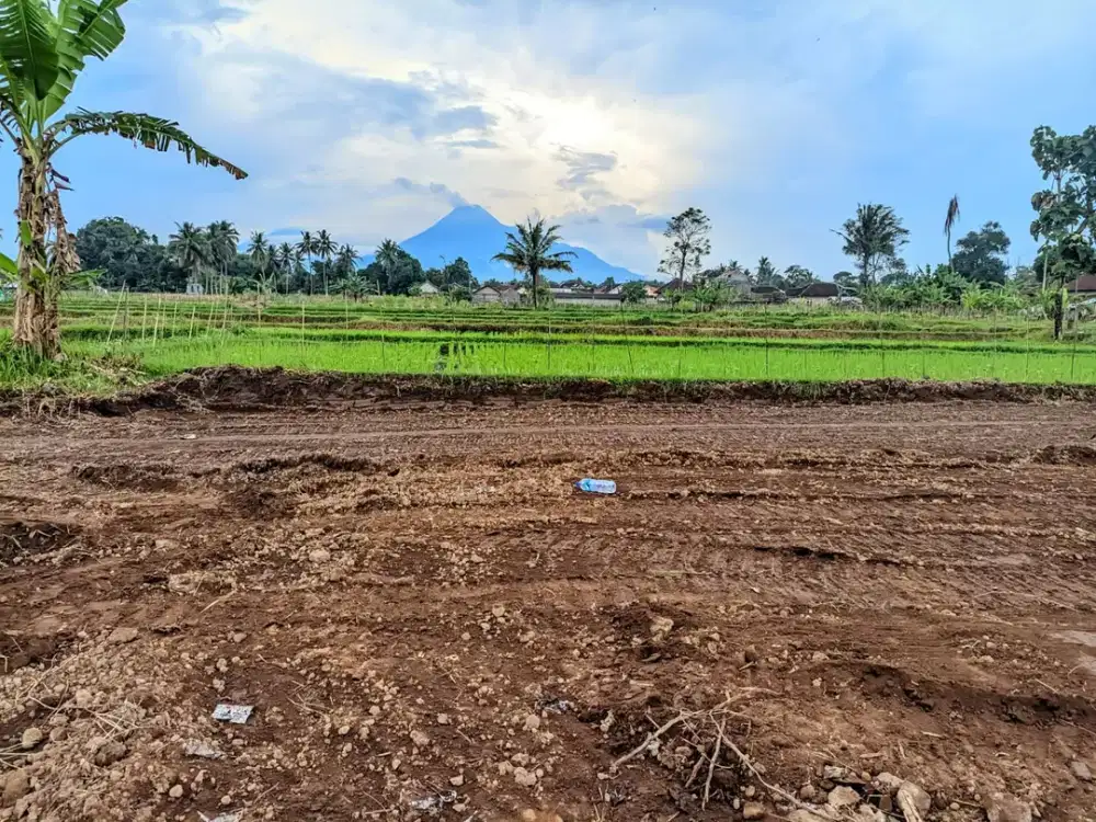 Tanah Palagan View Sawah, 400 Meter Jl Pandowoharjo