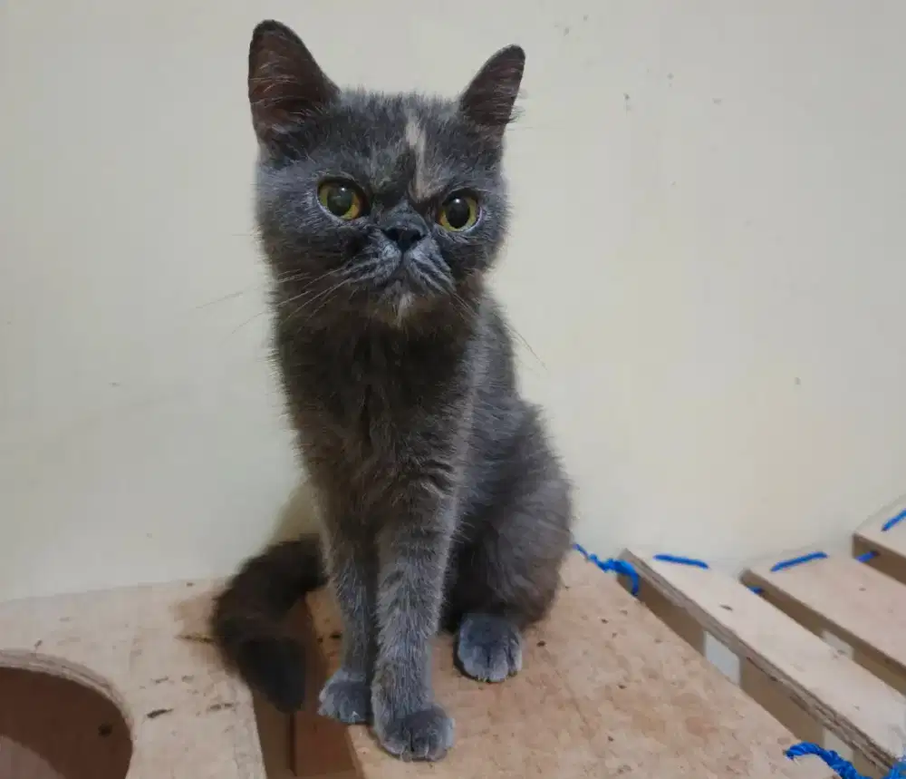 Kucing peaknose exotic