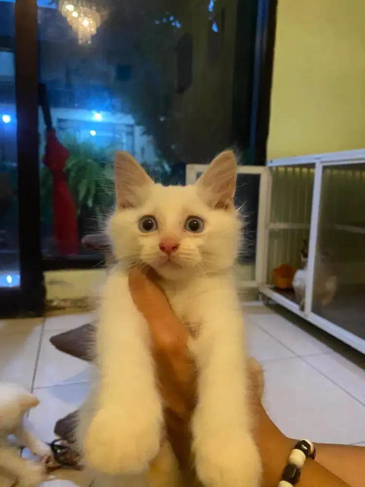 Midoll red point jantan