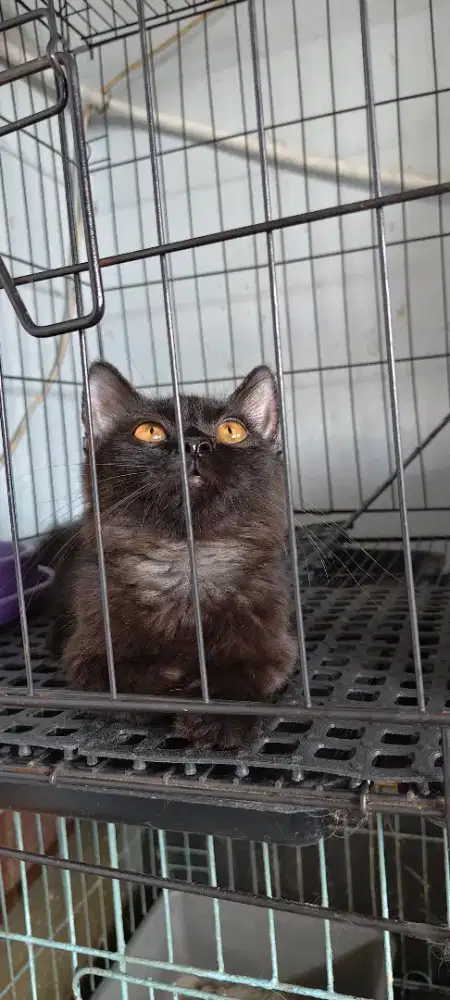 KITTEN munchkin british long hair , jantan