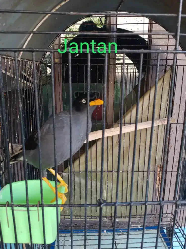 jalak kebo mata putih satu pasang