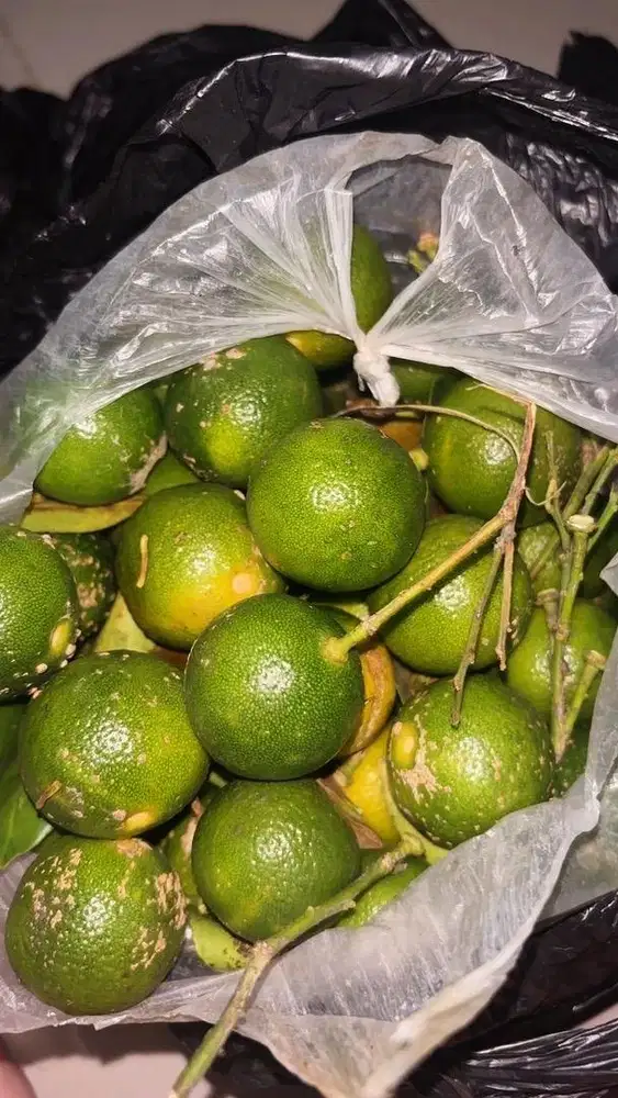 JERUK SONGKIT LIMO KASTURI