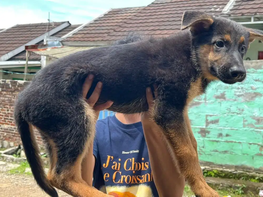 ANJING HERDER GERMAN SHEPHERD DOG