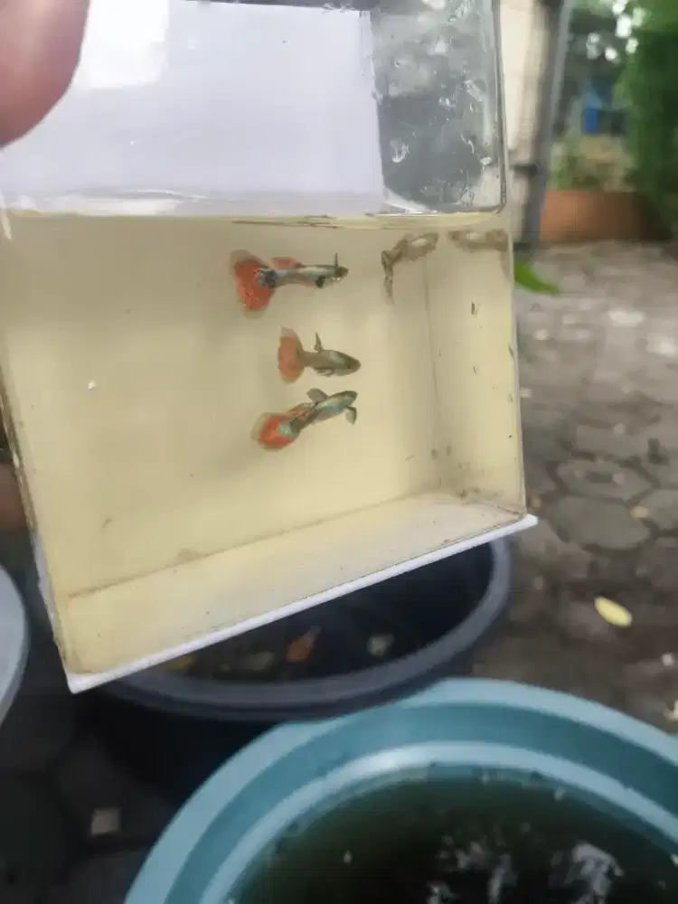 IKAN GUPPY PRTMBE ( PLATINUM RED TAIL MOZAIK DUMBO EAR)