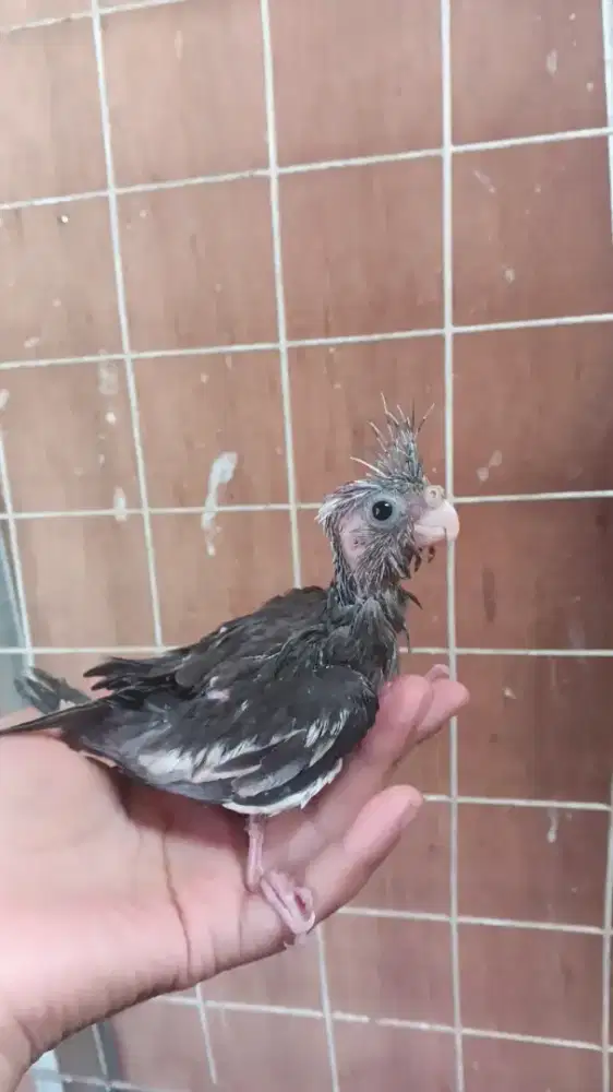 Lolohan falk whiteface