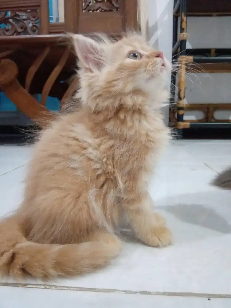 Kitten Persia 2bln