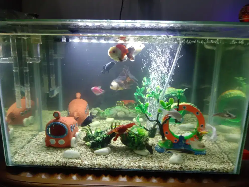 Aquarium Ukuran 50cm