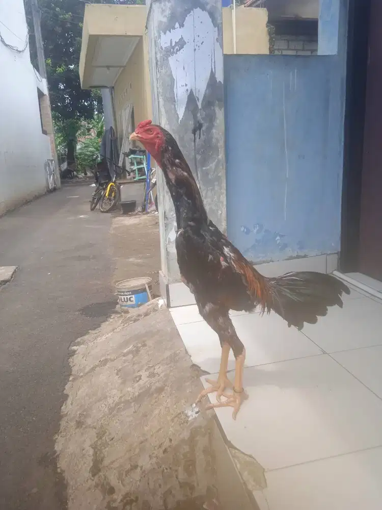 Ayam shamo jepang