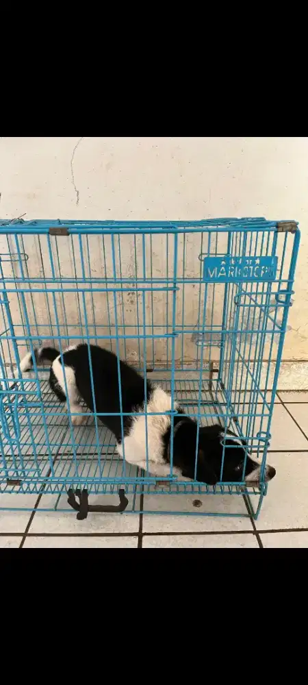 Dijual cepat anjing mix