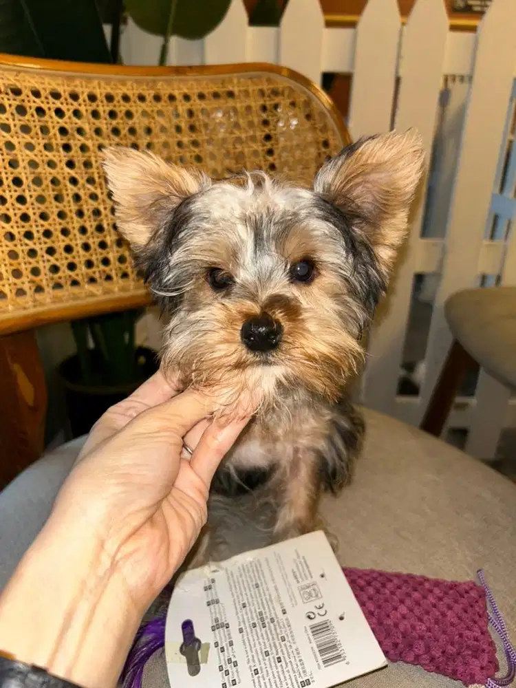 Dijual anakan yorkshire Jantan