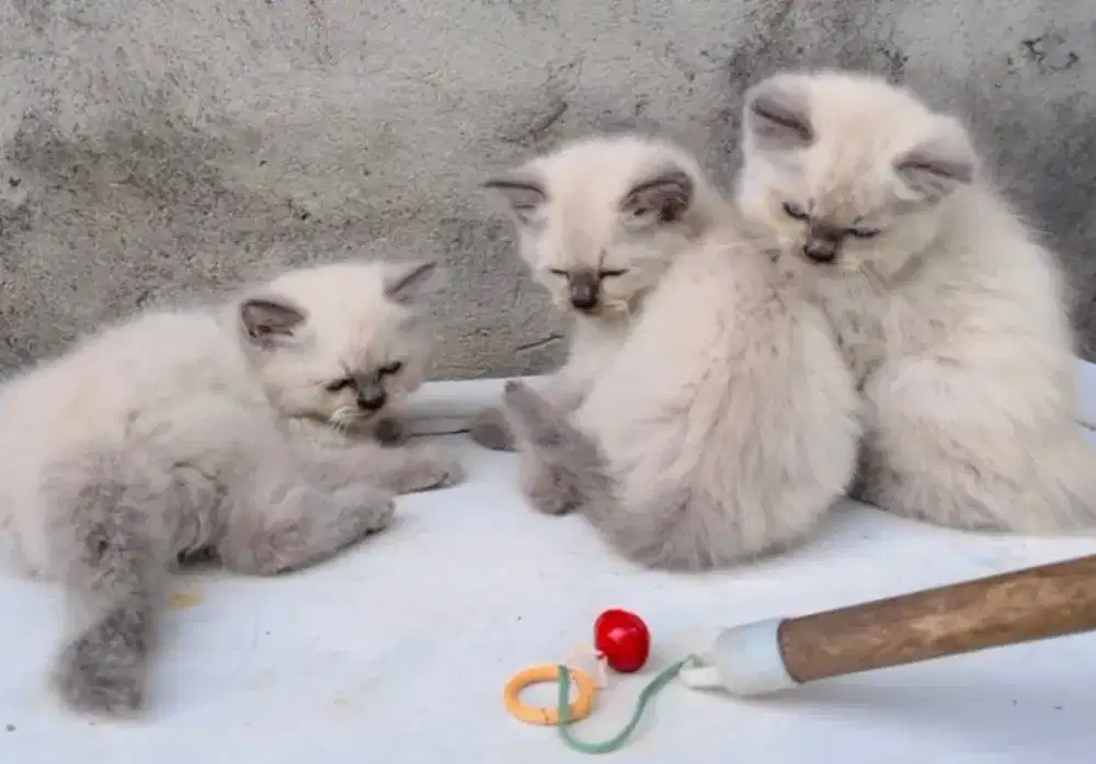 Kucing kitten himalaya