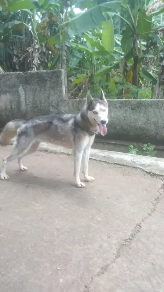 husky betina remaja