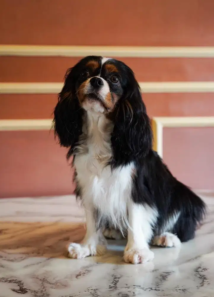 Dijual cavalier king Spaniel betina