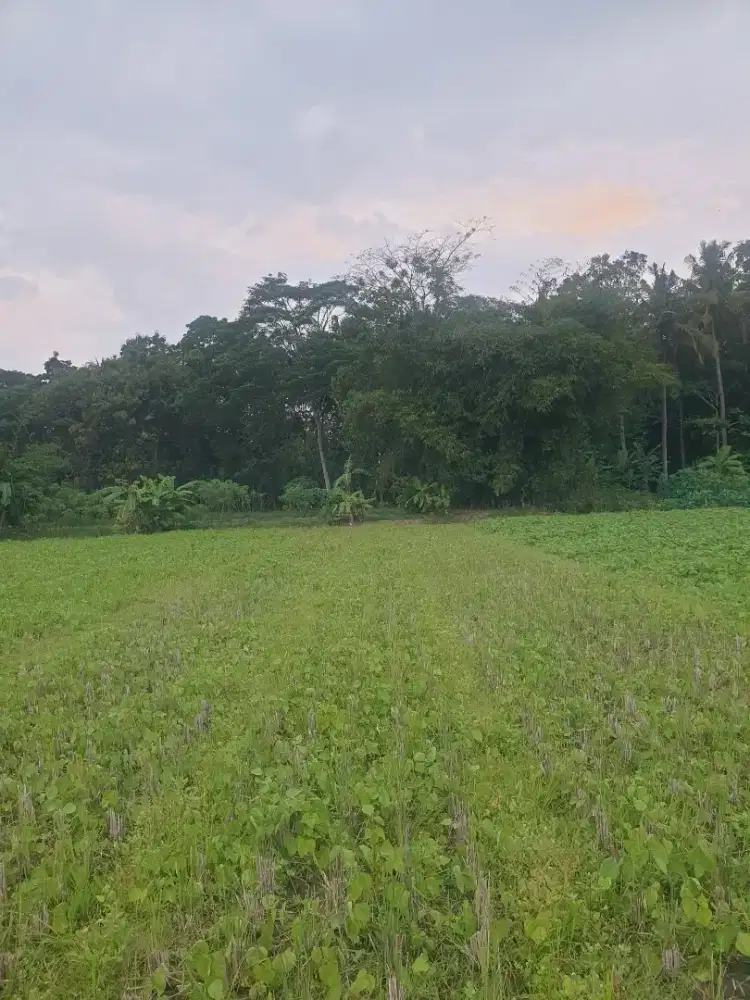 Dijual Sawah 50 Ubin – Gunungmujil, Dekat Pemukiman & Irigasi
