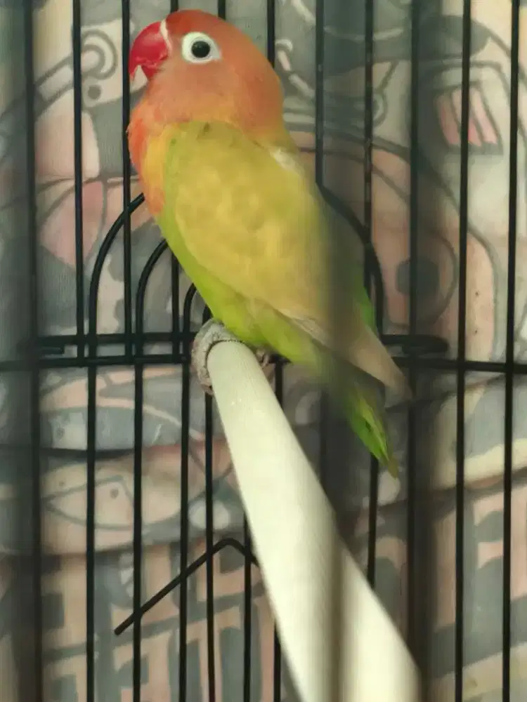 Love bird pasjo  Trah 3menit x 1 menit