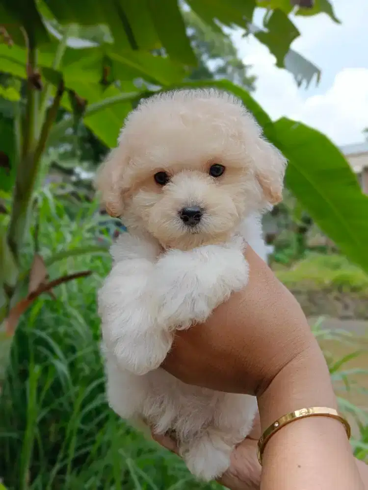 Anjing poodle ada 5 ekor