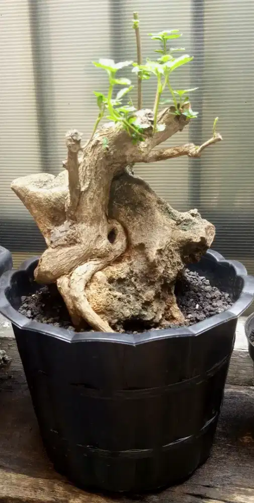 Bonsai lantana otr