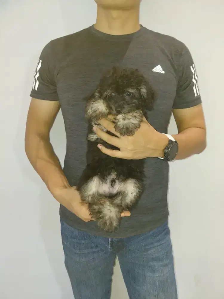 Dijual anjing poodle jantan phantom black tan