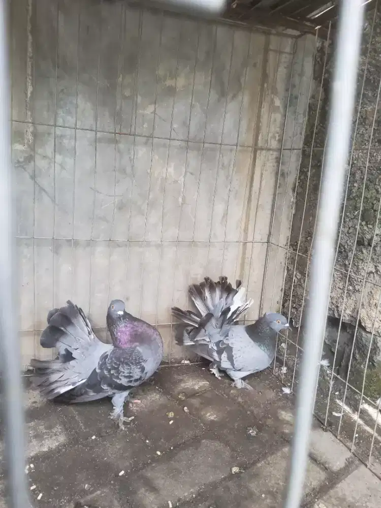 Merpati kipas sepasang