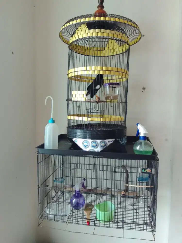 Dijual murah aja BurungJalak Kebo Jinak & Rajin + 2 sangkar