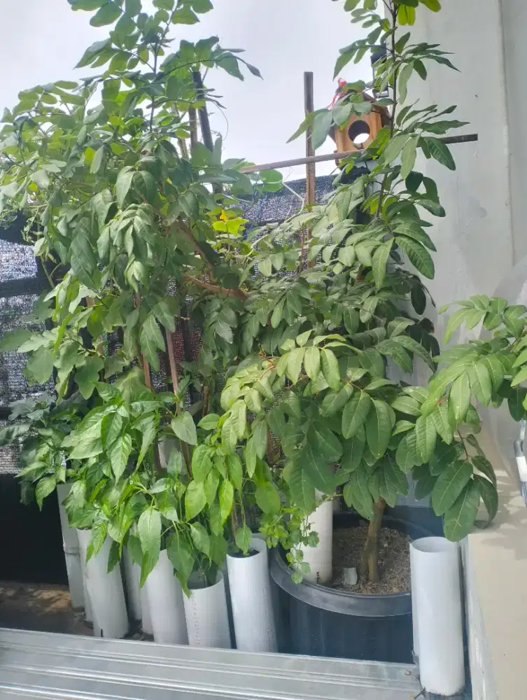 Jual tanaman kelengkeng & jambu air