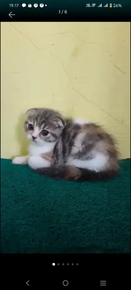 Kucing scotisfold betina