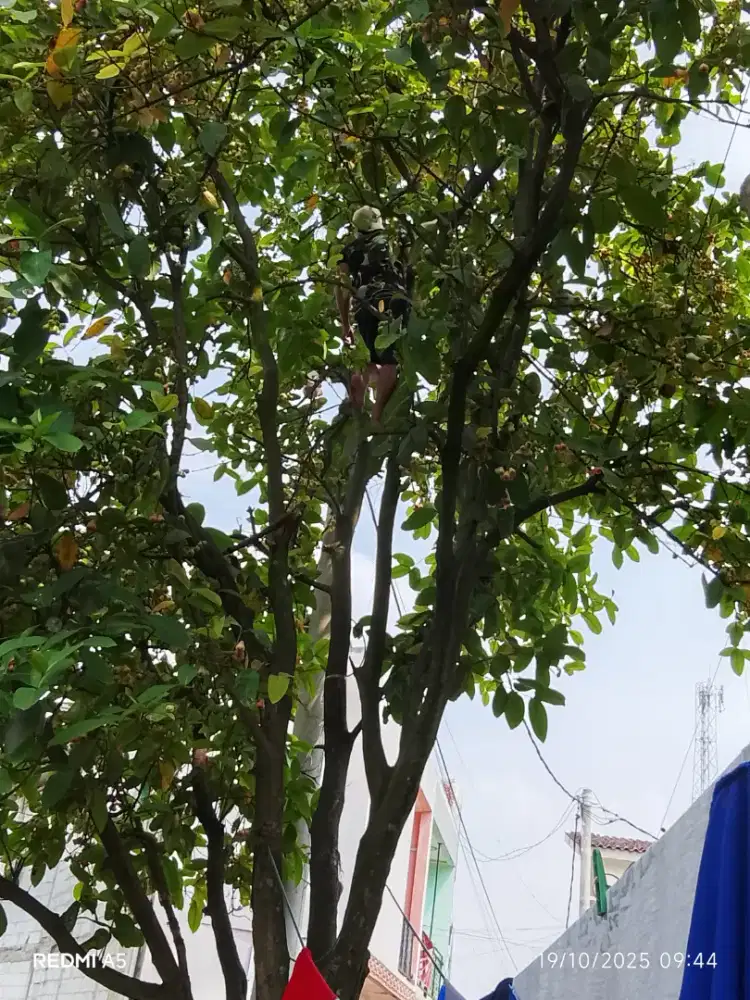 Cari pekerjaan untuk tebang pohon