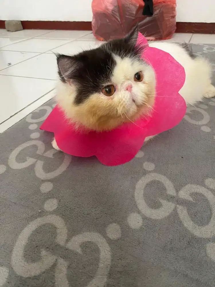 Open adopt kucing borongan