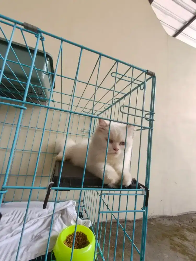 Kucing Persia putih polos