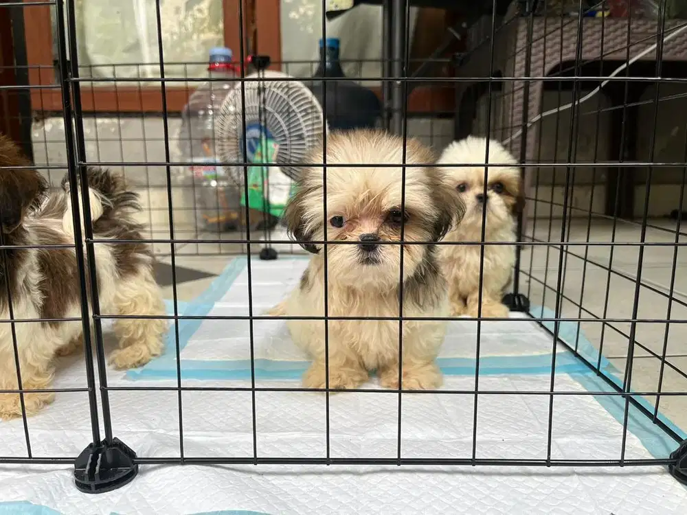 shih tzu puppies
