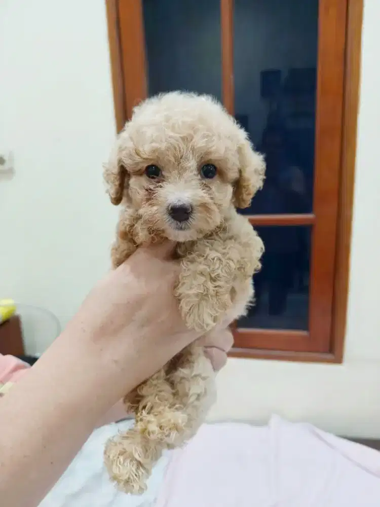 Jual Anak Anjing Poodle
