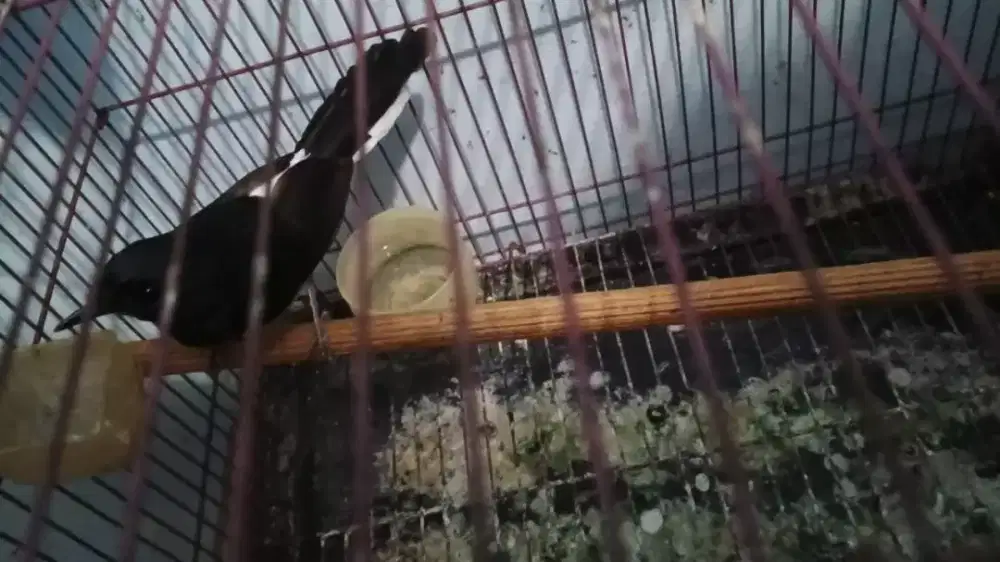 Dijual burung murai medan betina