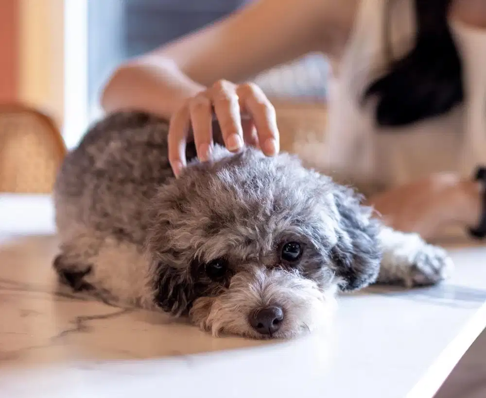 Dijual toy poodle silver betina