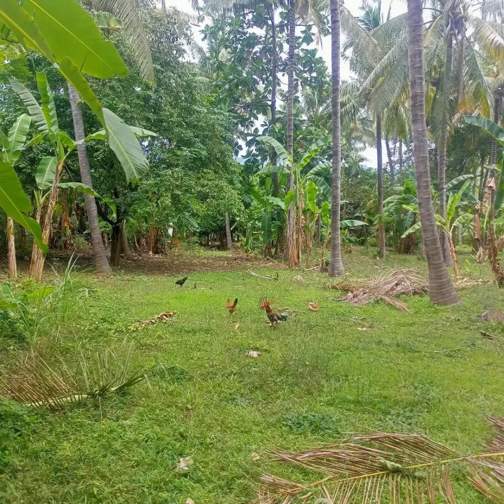Tanah kavling di lovina kaliasem dekat pepito