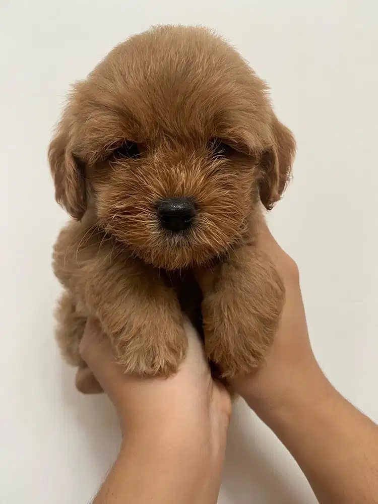 Maltipoo jantan warna apricot umur 1.5 bulan