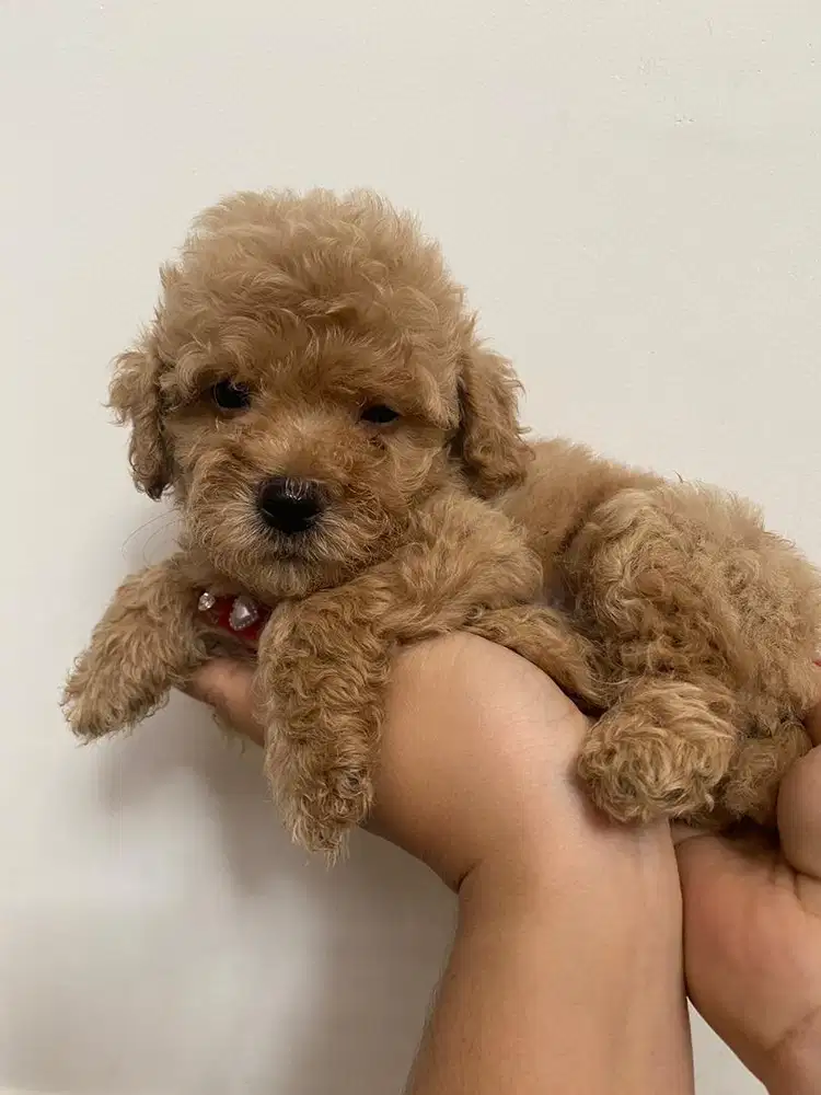 Maltipoo jantan warna apricot