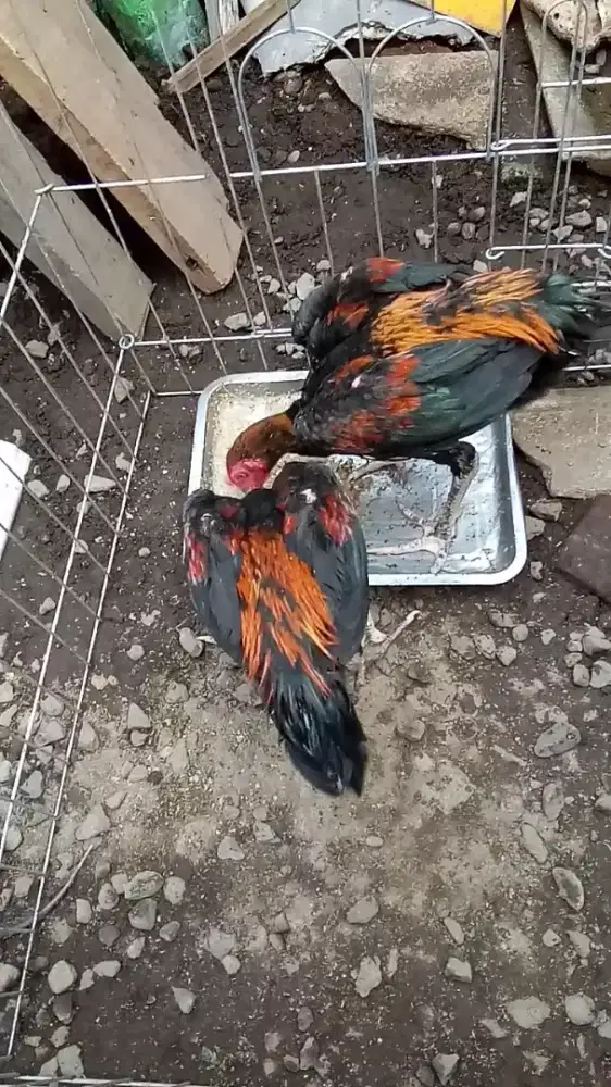 Ayam muda Bk mangon  3 Ekor