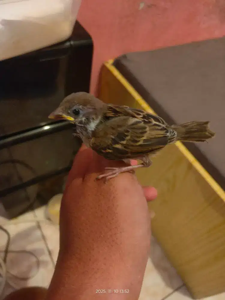 Burung Anakan Gereja BURGER