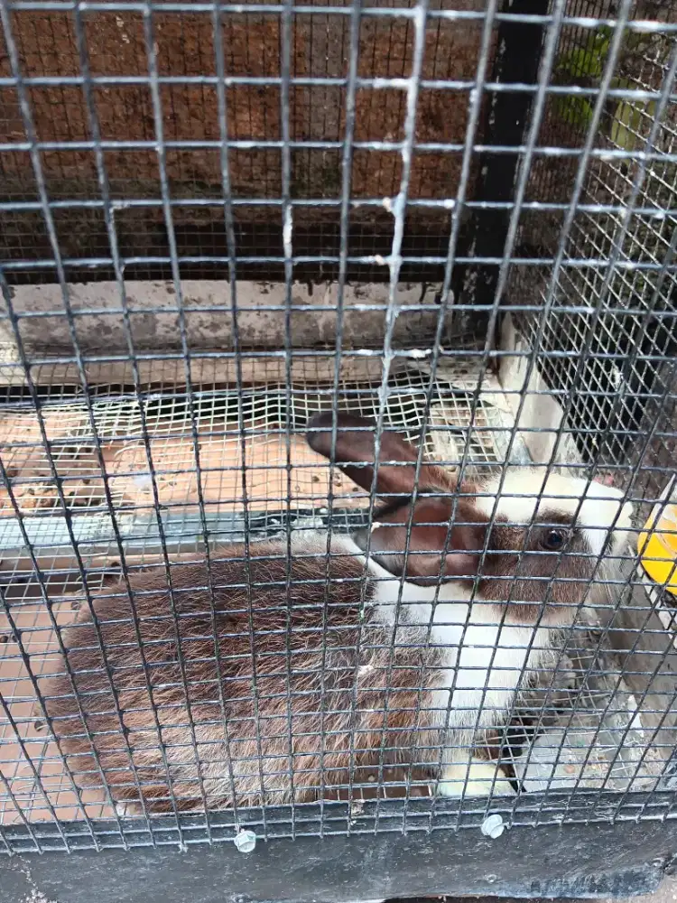 Kelinci 1 pasang jantan dan betina