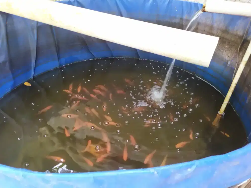 JUAL IKAN SEGAR EMAS, LELE, NILA