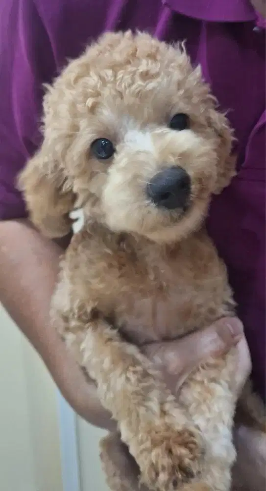 apricot toy poodle jantan
