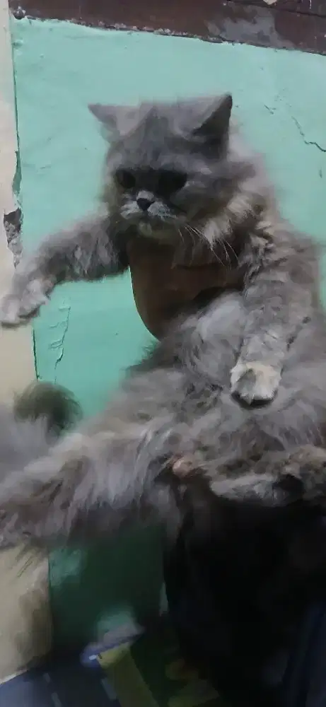 Kucing betina ras persia