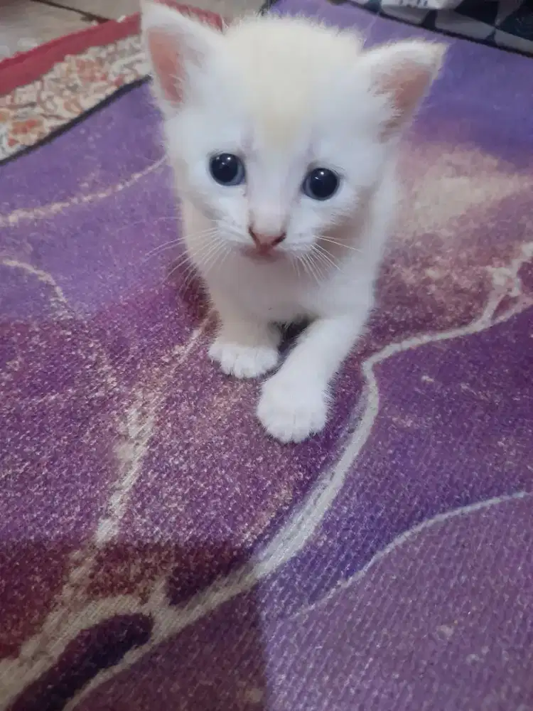 Kucing ganpak mixdom